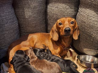 Dachshund dogs Three beautiful tweenie Dachshund puppies for sale - Advert 3