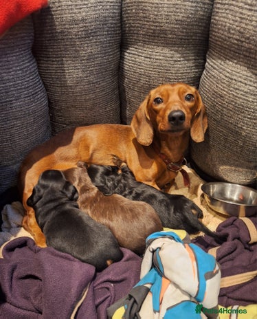 Dachshund dogs Three beautiful tweenie Dachshund puppies for sale - Advert 1