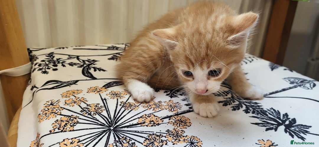 European cats for sale: Beatifull kittens looking good a home - Image 8