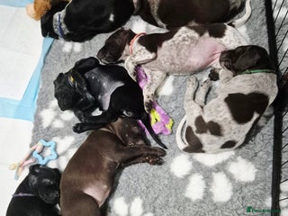 German Shorthaired Pointer dogs German Shorthaired Pointer/Irish Setter-Poinsetter - Advert 11