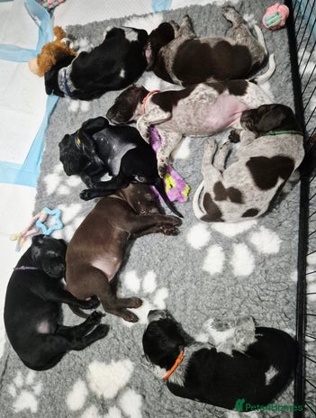 German Shorthaired Pointer dogs - Advert 10