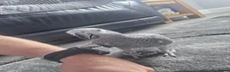 Parrots birds for sale: African Grey Parrot - 11 months old in Pontefract - Advert 5