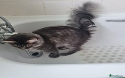 Maine Coon cats for sale: Stunning male Mainecoon  - Image 8