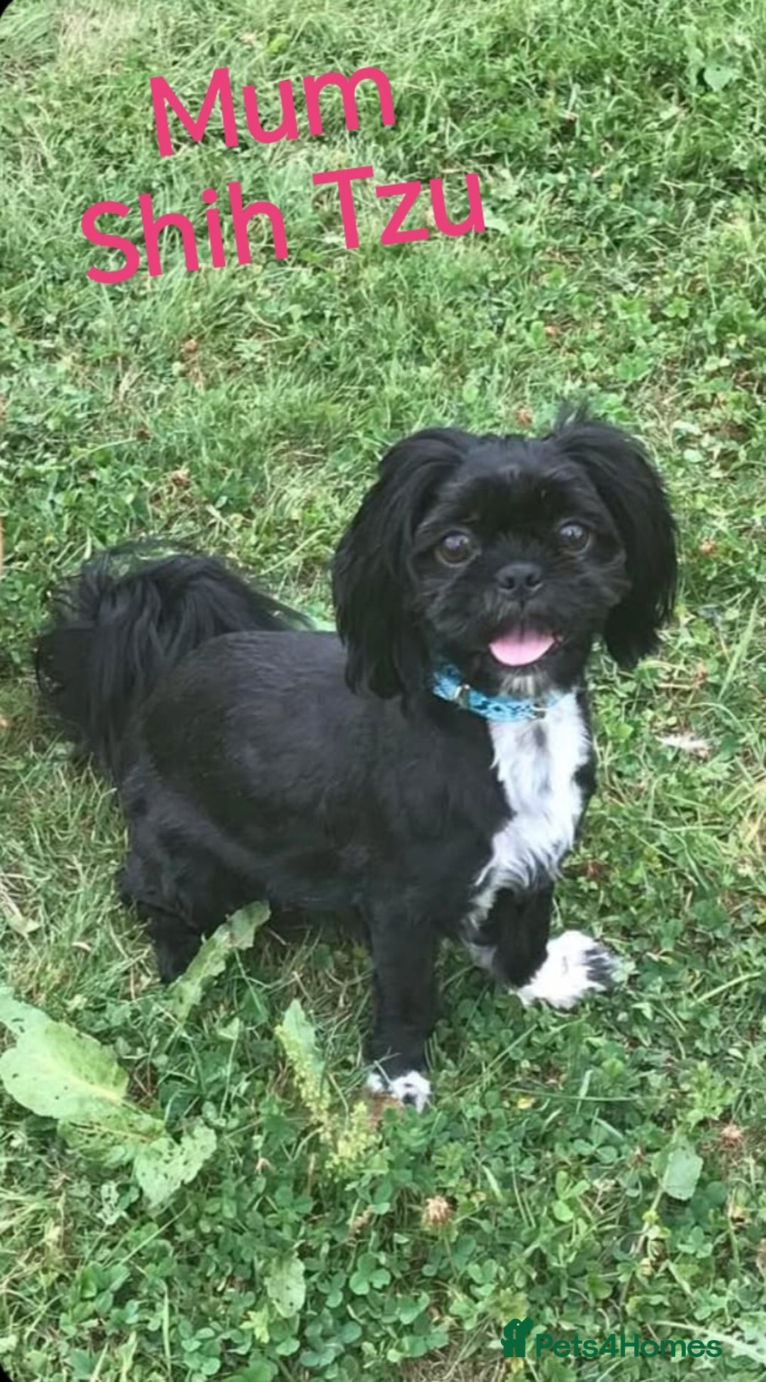 Mixed Breed dogs for sale: Pug x Shih Tzu Pug zu shih pug puppies - Image 3