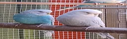 Budgerigars birds for sale: Baby budgies, easily tamed  - Advert 18