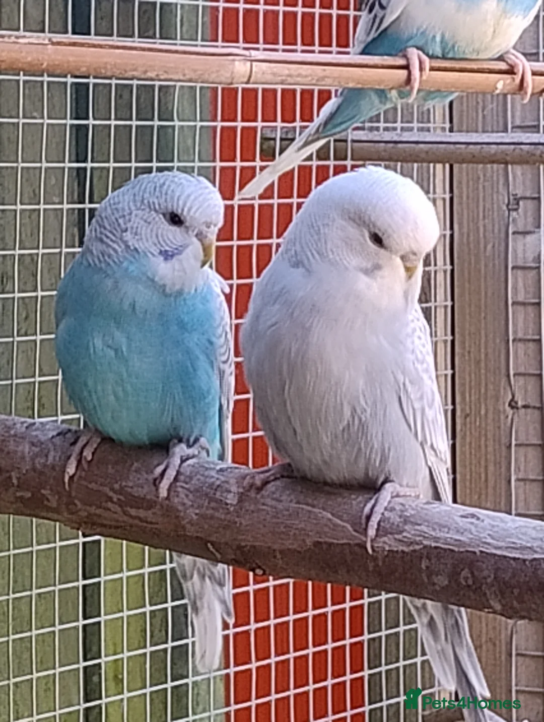 Budgerigars birds for sale: Baby budgies, easily tamed  - Advert 18