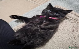Mixed Breed cats for sale: Adorable fluffy kittens looking for a new home. - Image 9