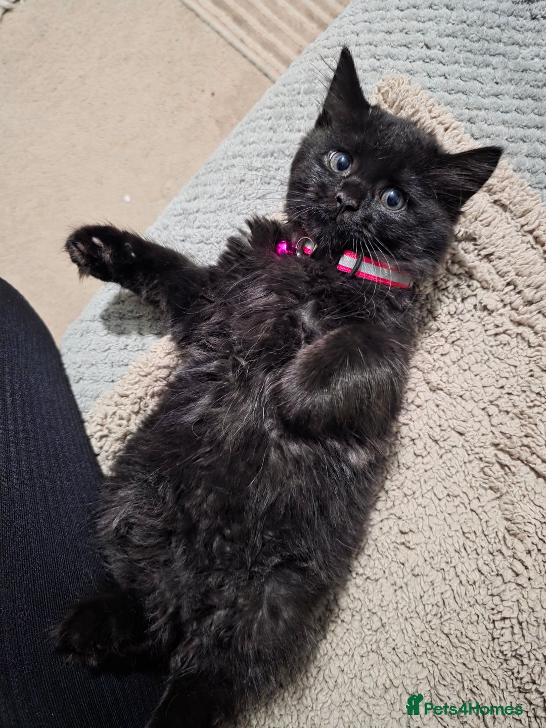 Mixed Breed cats for sale: Adorable fluffy kittens looking for a new home. - Image 9