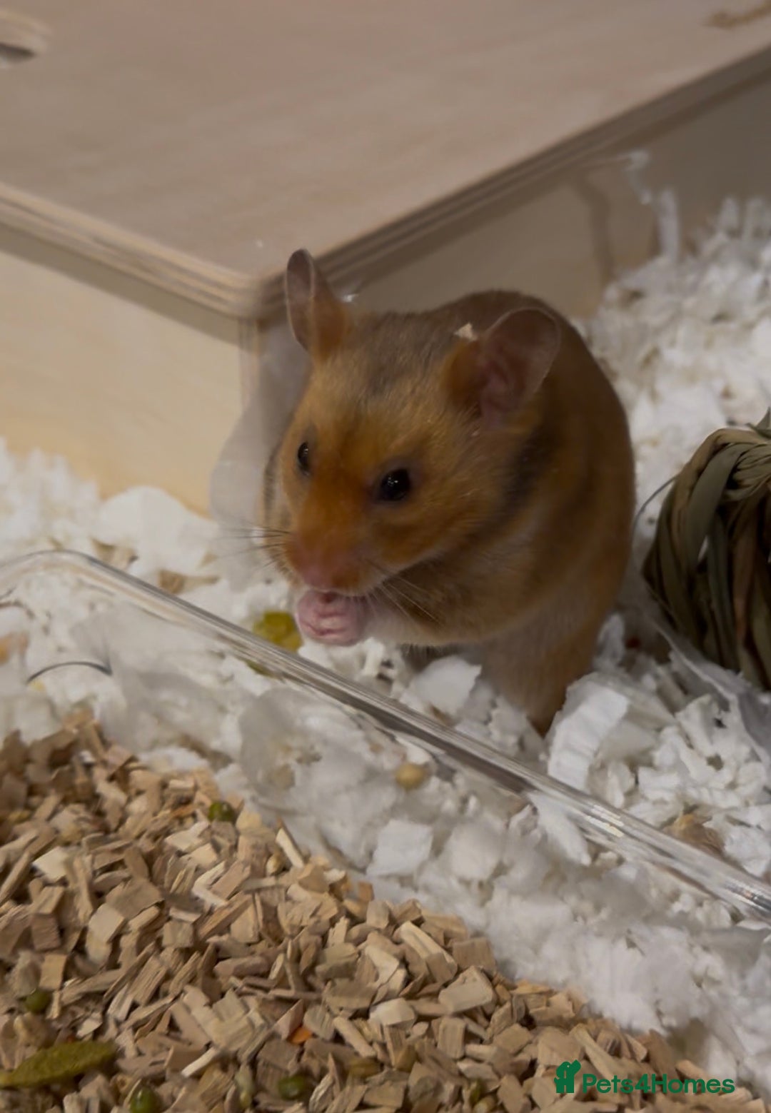 Hamster rodents for sale: Meet Peaches for adoption - Advert 2