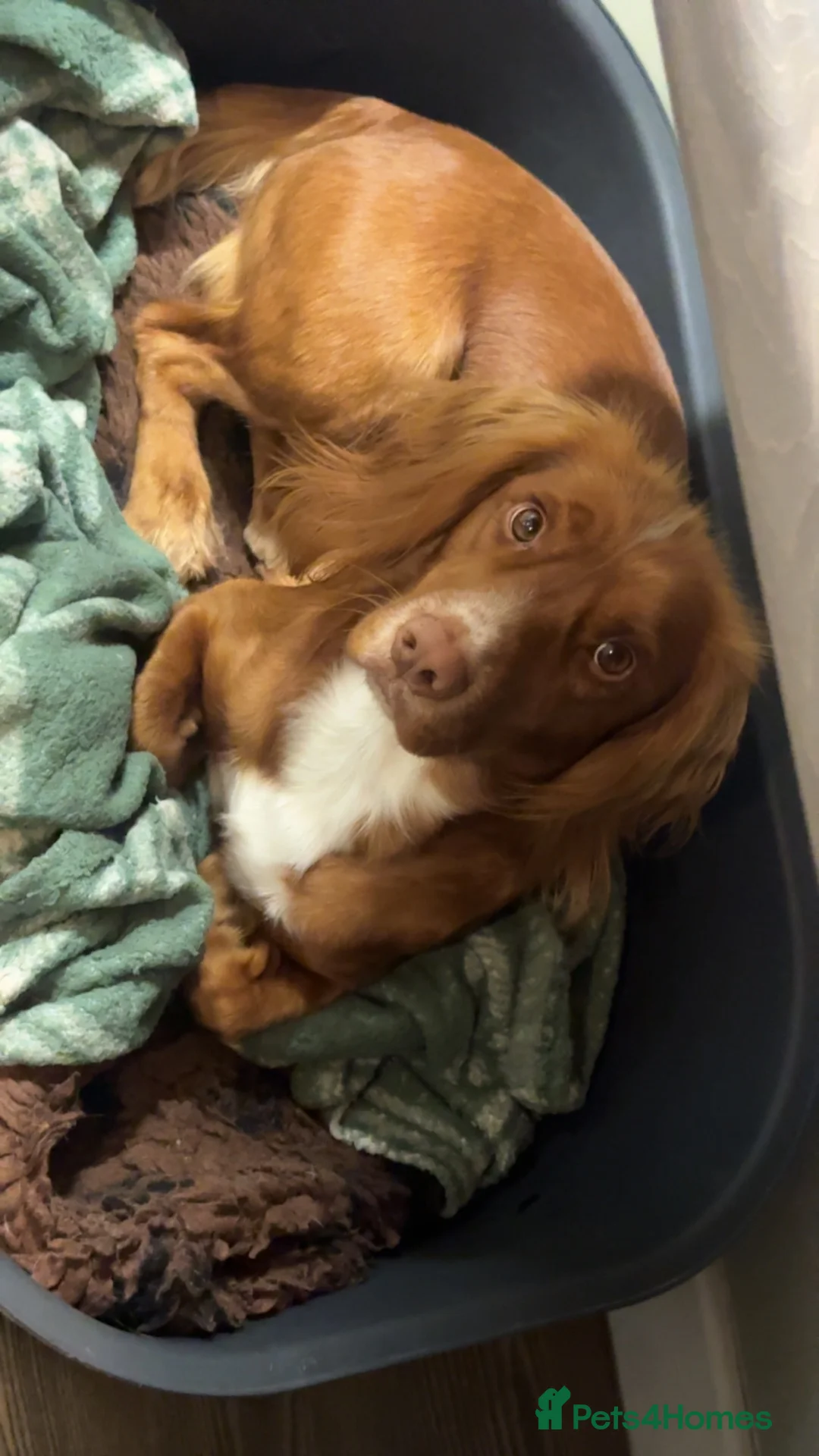 Cocker Spaniel dogs for stud: Cocker spaniel for stud  - Advert 2