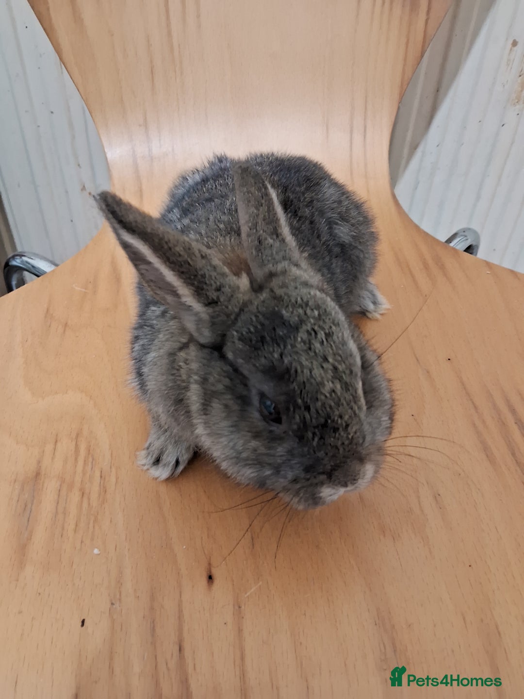 Rex rabbits for sale: Handsome mini Rex buck - Advert 1