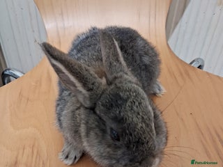 Rex rabbits Handsome mini Rex buck - Advert 1