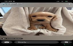 Labrador Retriever dogs for sale: Stunning Labrador puppies ready Wednesday!!! - Image 10