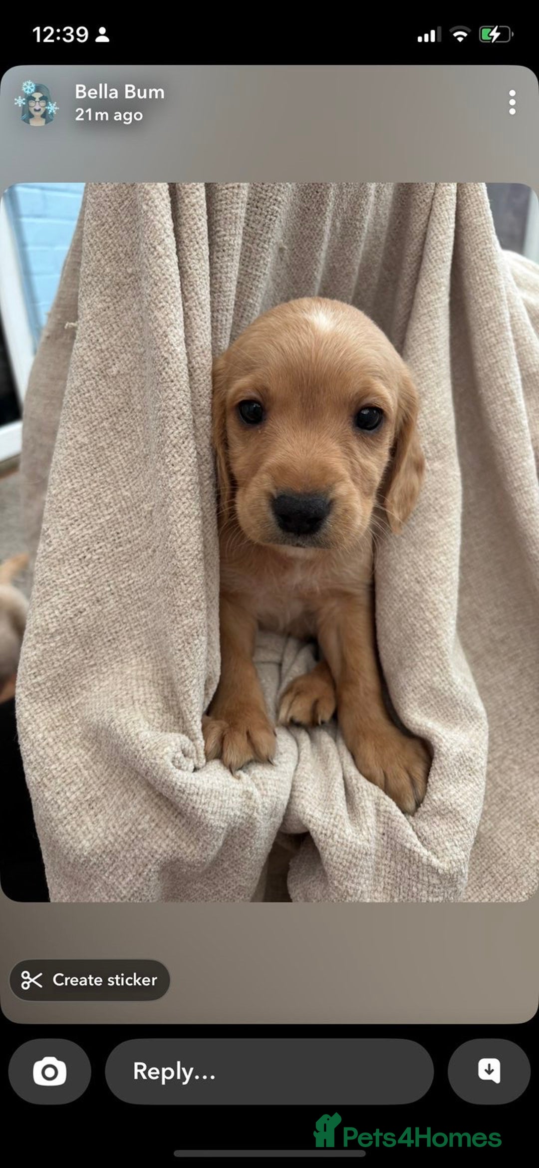 Labrador Retriever dogs for sale: Stunning Labrador puppies ready Wednesday!!! - Image 10