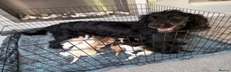 Cocker Spaniel dogs for sale: Beautiful Cocker spaniel puppies for sale - Advert 1