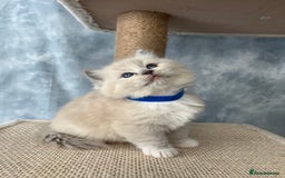 Ragdoll cats for sale: Unique patterned fluffy Ragdoll kittens - Image 18