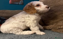 Cockapoo dogs for sale: Stunning F2 cockapoo puppies  - Image 9