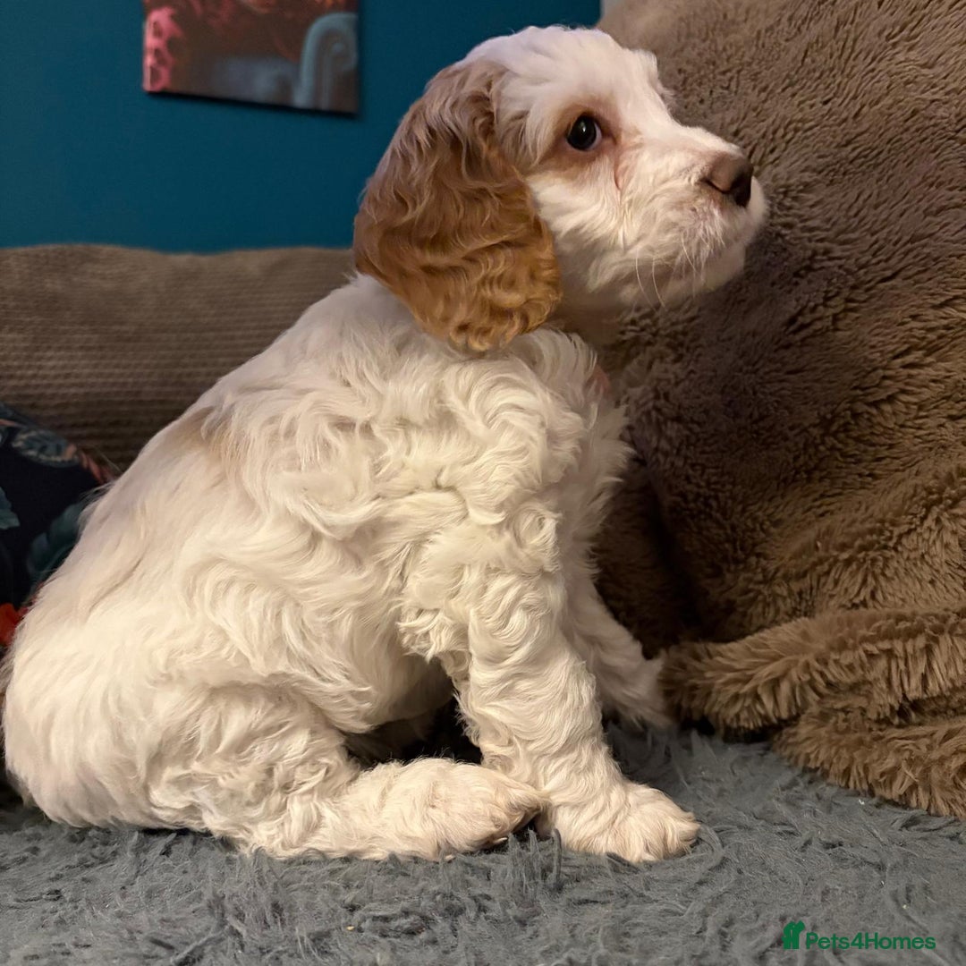 Cockapoo dogs for sale: Stunning F2 cockapoo puppies  - Image 9