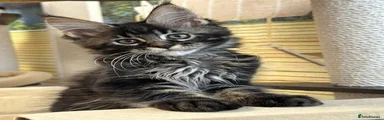 Maine Coon 1