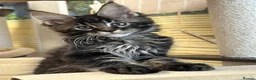 Maine Coon cats for sale: New Adventures Ready to Melt Your Heart-Maine Coon in Coventry - Advert 9