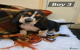 Basset Hound dogs for sale: Stunning Bassett Hound puppies - Image 5