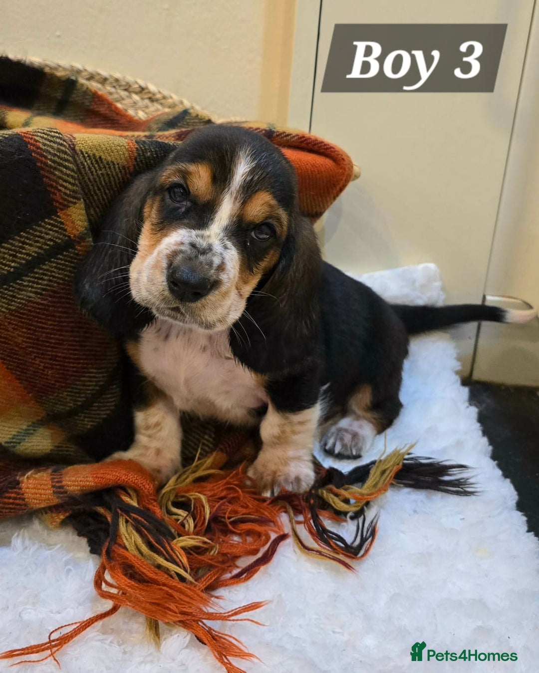 Basset Hound dogs for sale: Stunning Bassett Hound puppies - Image 5