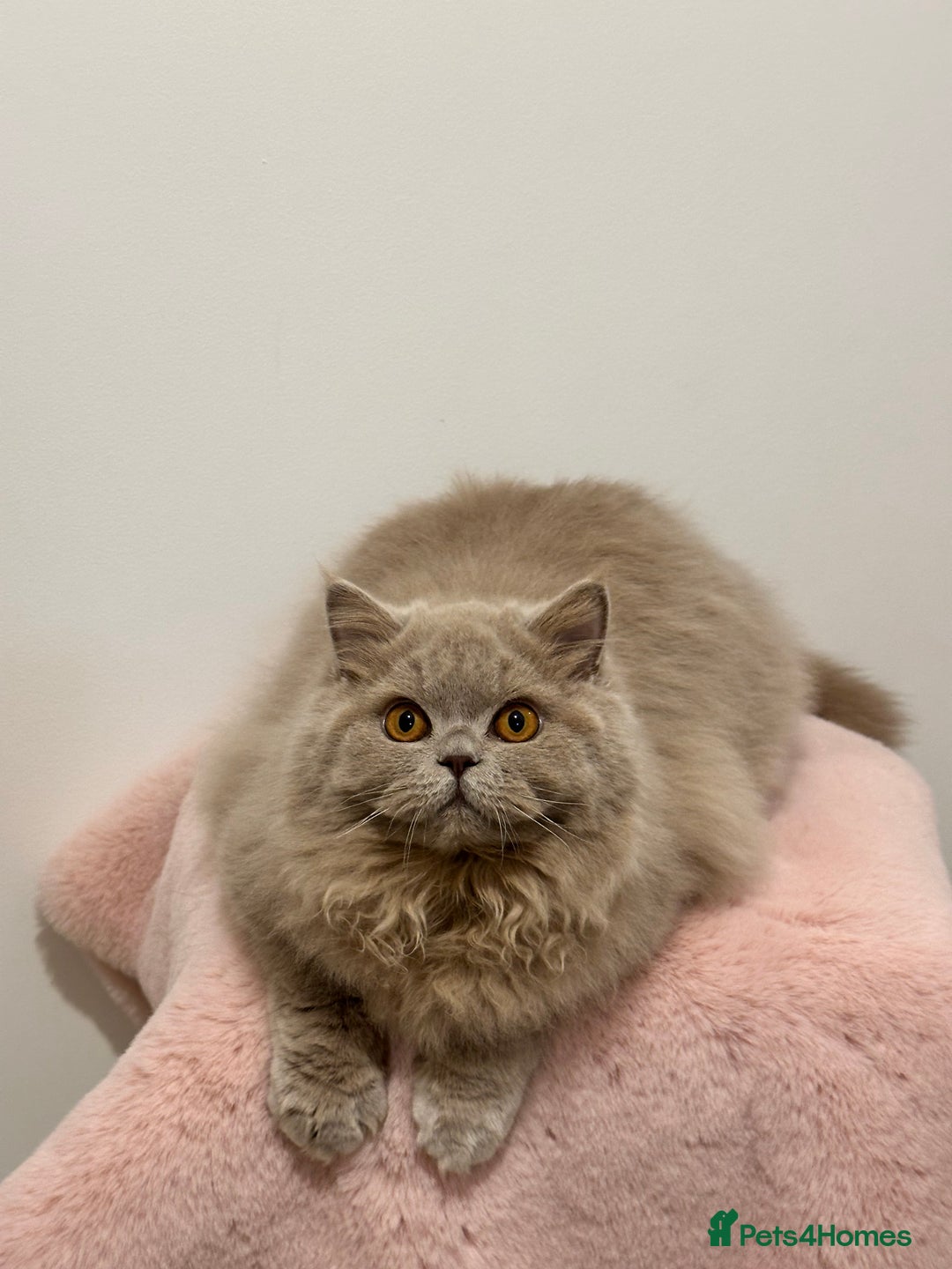 British Longhair cats for sale: Ready 🐻British Longhair chunky kittens💎🧸 - Advert 11