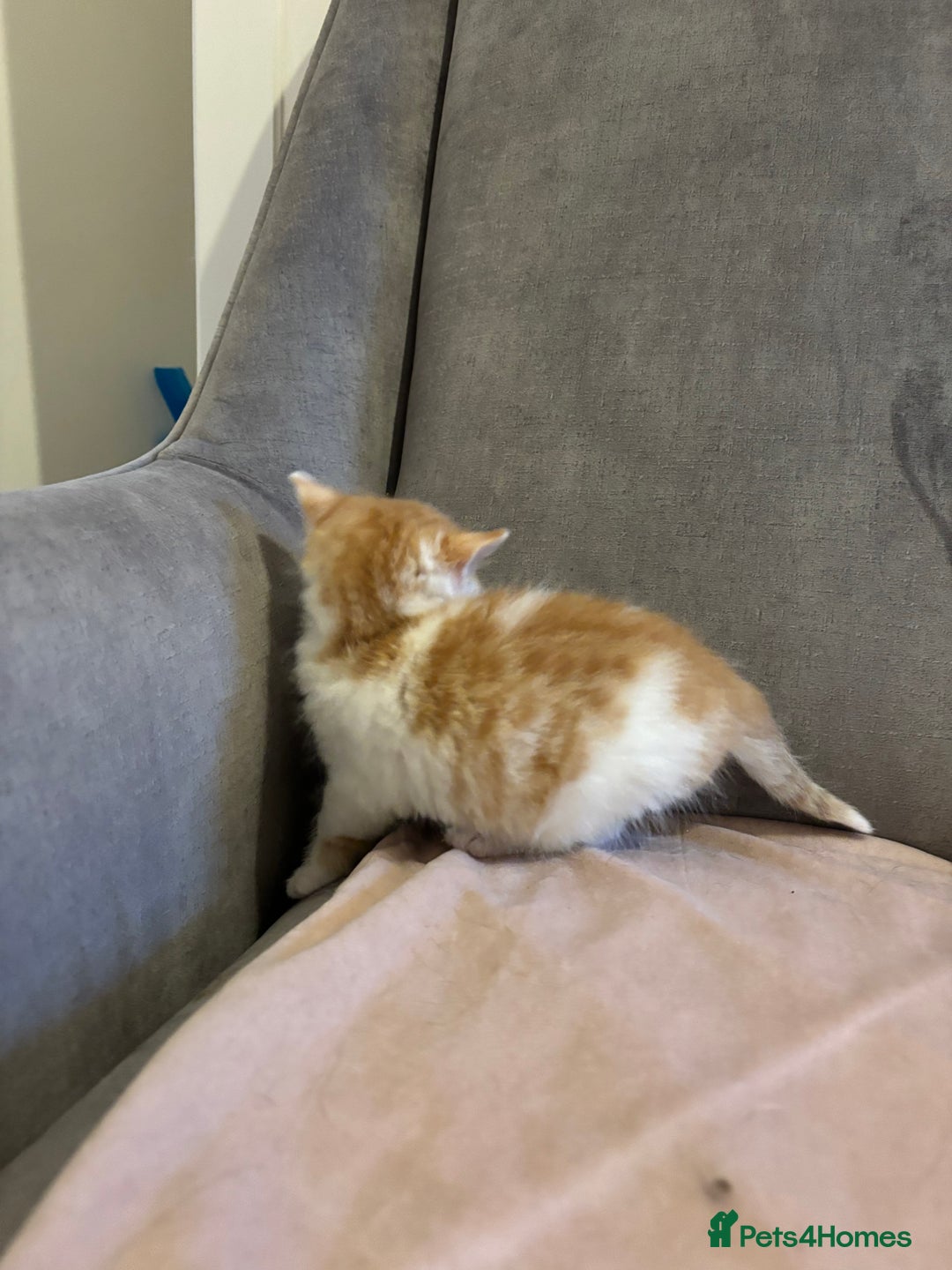 Mixed Breed cats for sale: Kittens stunning Mainecoon cross babies 🐈❤️ - Advert 4