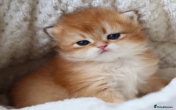 British Longhair cats for sale: 🦁EXCLUSIVE GOLDEN BRITISH LONGHAIR 🧸BABIES ✨ - Image 6