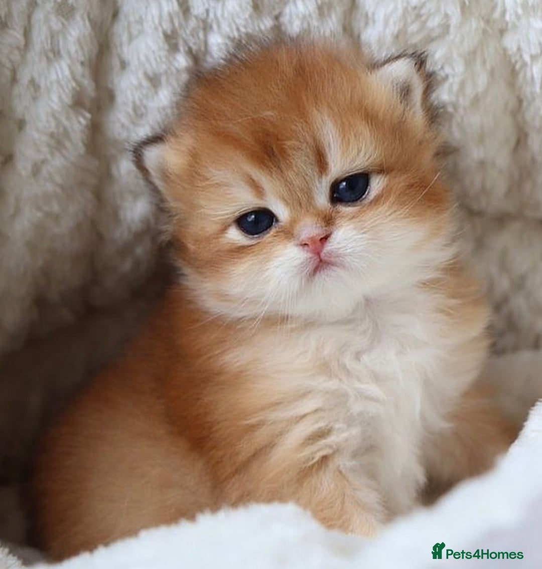 British Longhair cats for sale: 🦁EXCLUSIVE GOLDEN BRITISH LONGHAIR 🧸BABIES ✨ - Image 6