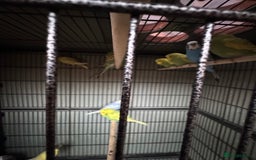 Budgerigars birds for sale: Baby budgies for sale - Advert 4