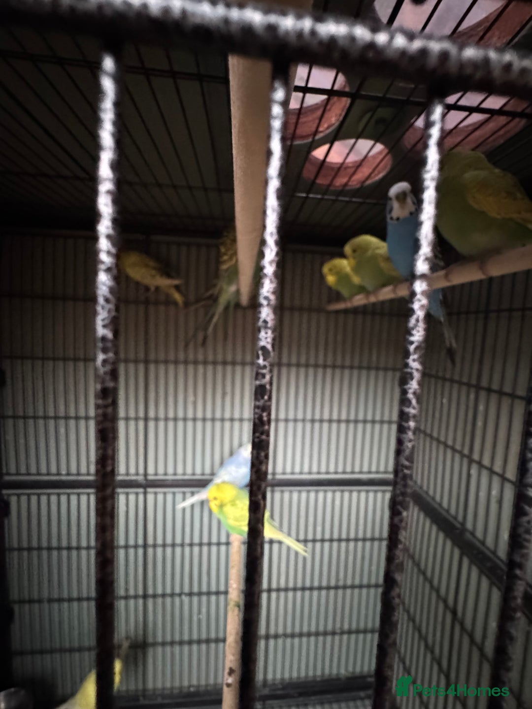 Budgerigars birds for sale: Baby budgies for sale - Advert 4