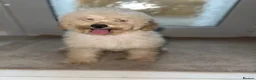 Cavapoo dogs for sale: Cavapoo F1 puppies  - Advert 5