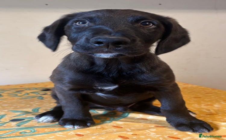 Mixed Breed dogs - Advert 9