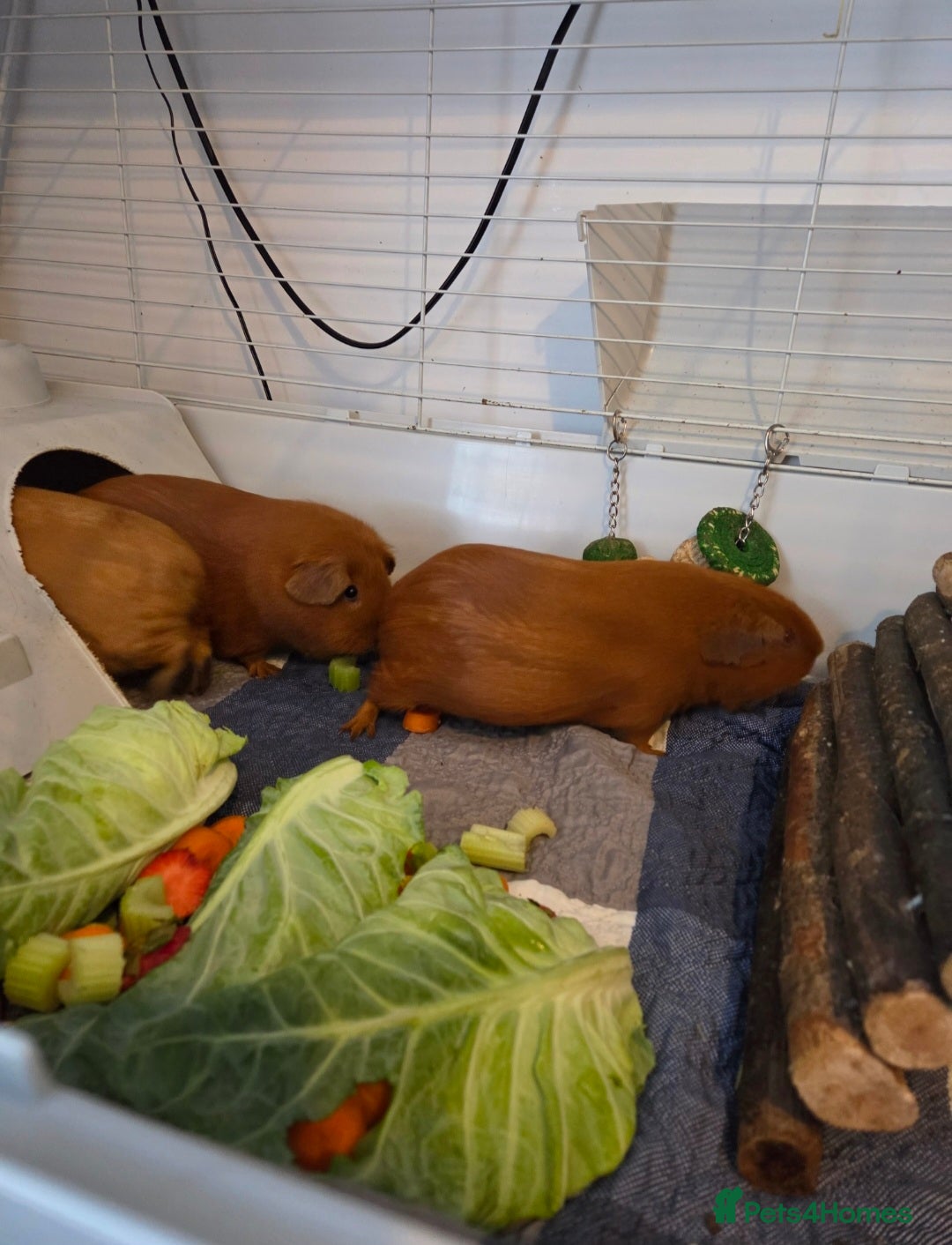 Guinea Pig rodents for sale: Female Guinea pigs - Image 4