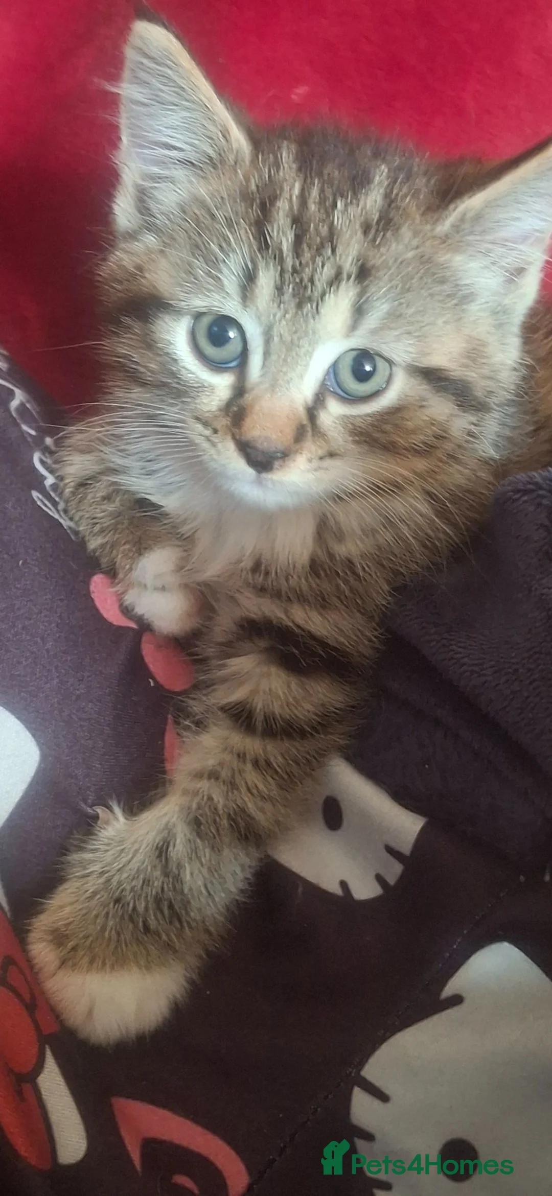 Mixed Breed cats for sale: Delicious mixed breed kittens - Advert 10