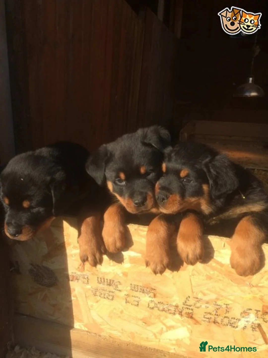 Rottweiler dogs for stud: **** FAUSTINIS TK,S QUANTOM OF SOLICE **** in Preston - Advert 17