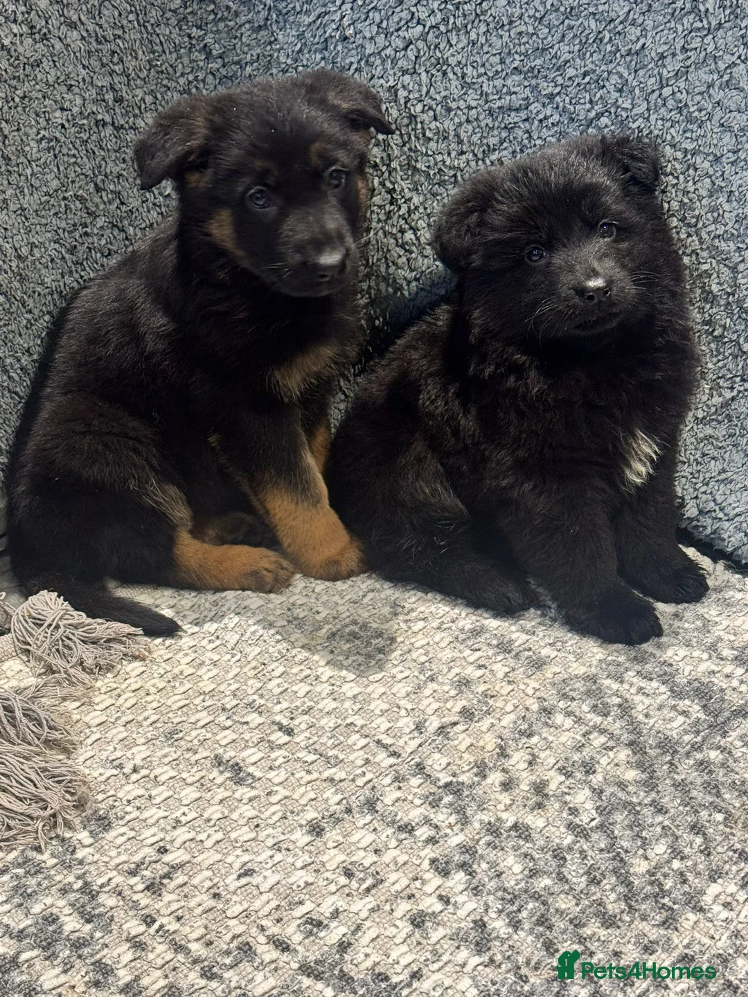 German Shepherd dogs for sale: German shepherd pups  - Advert 17