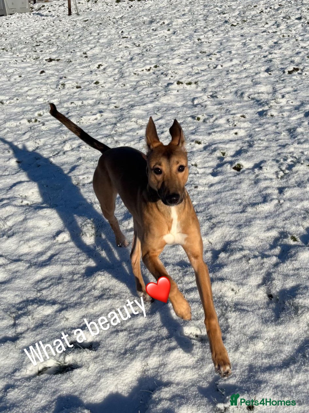 Mixed Breed dogs for sale: Whippet x Collie - Advert 2