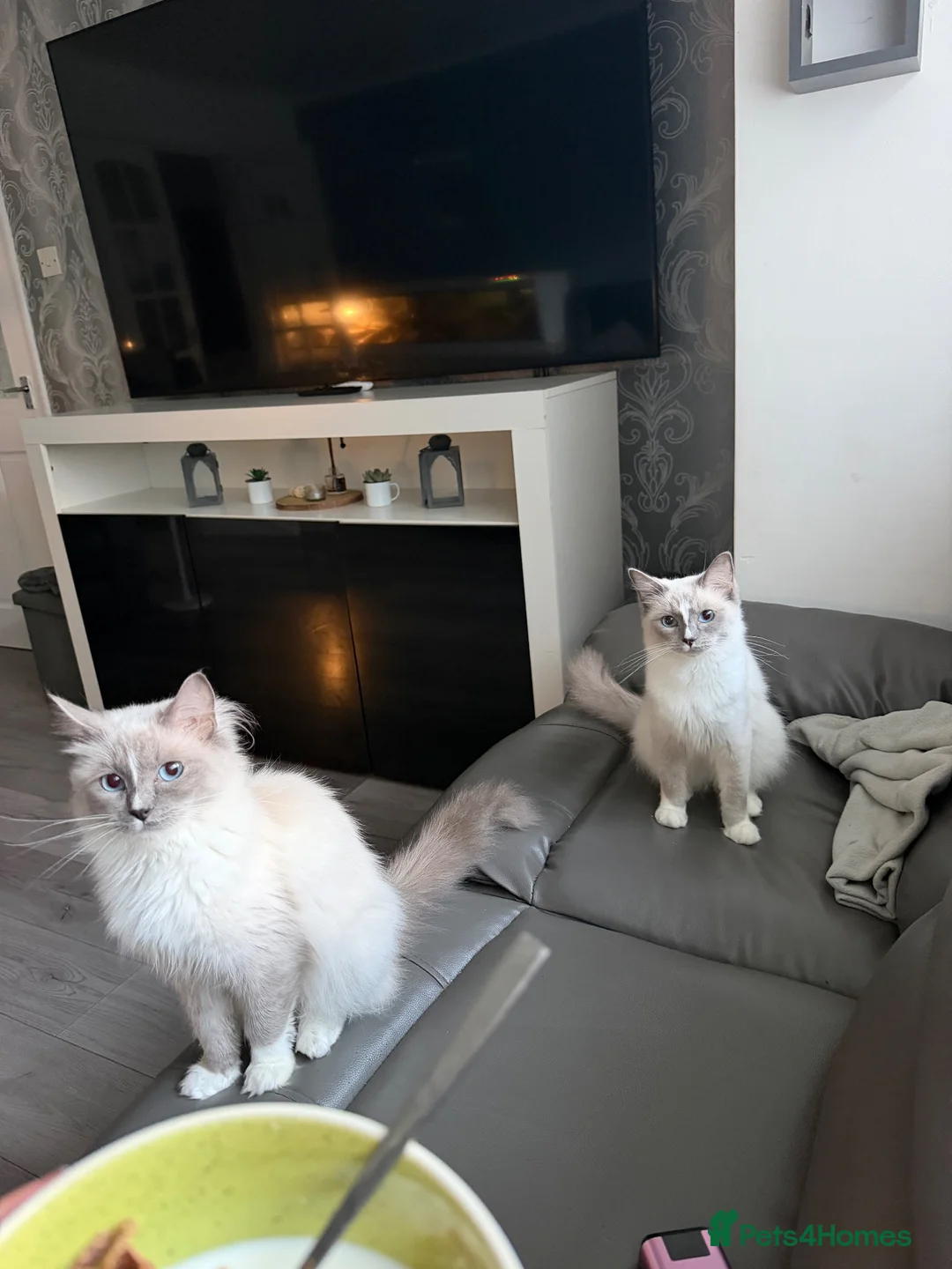 Ragdoll cats for sale: 2 Ragdoll sisters 12 month old in Newcastle - Advert 2