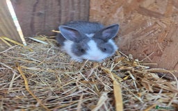 Mini Lion Lop rabbits for sale: Mixed breeds of rabbits - Image 5