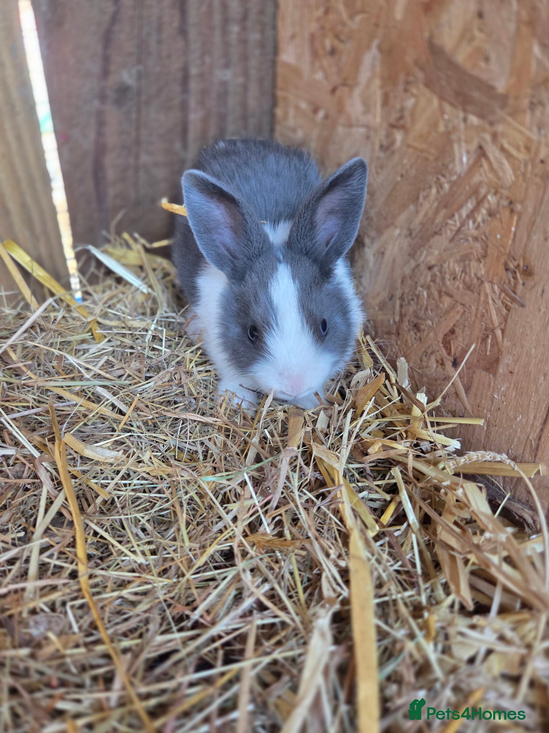 Mini Lion Lop rabbits for sale: Mixed breeds of rabbits - Image 5