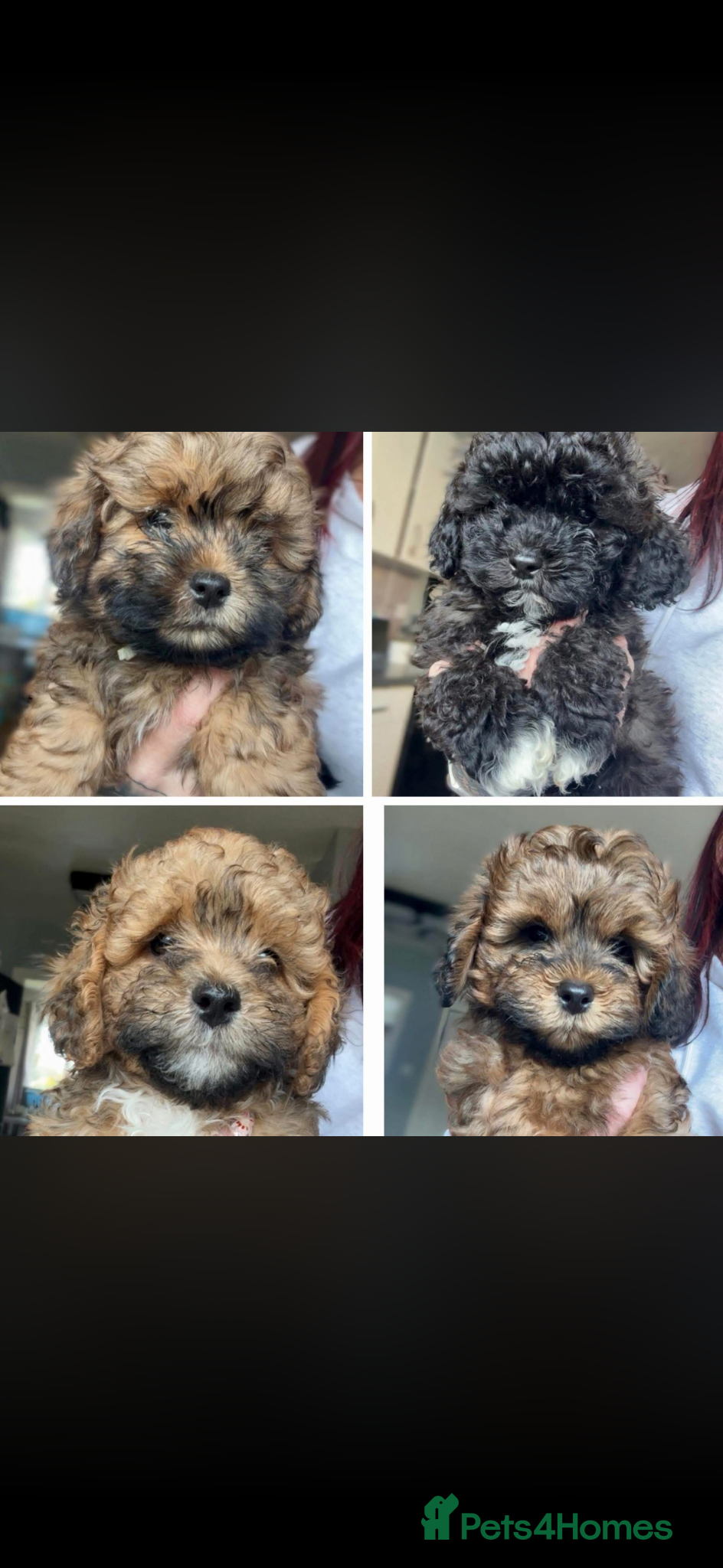 Shihpoo dogs Ready!! 4 beautiful fluffy puppies - Advert 6