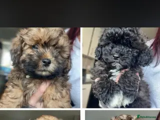 Shihpoo dogs Ready!! 4 beautiful fluffy puppies - Advert 6