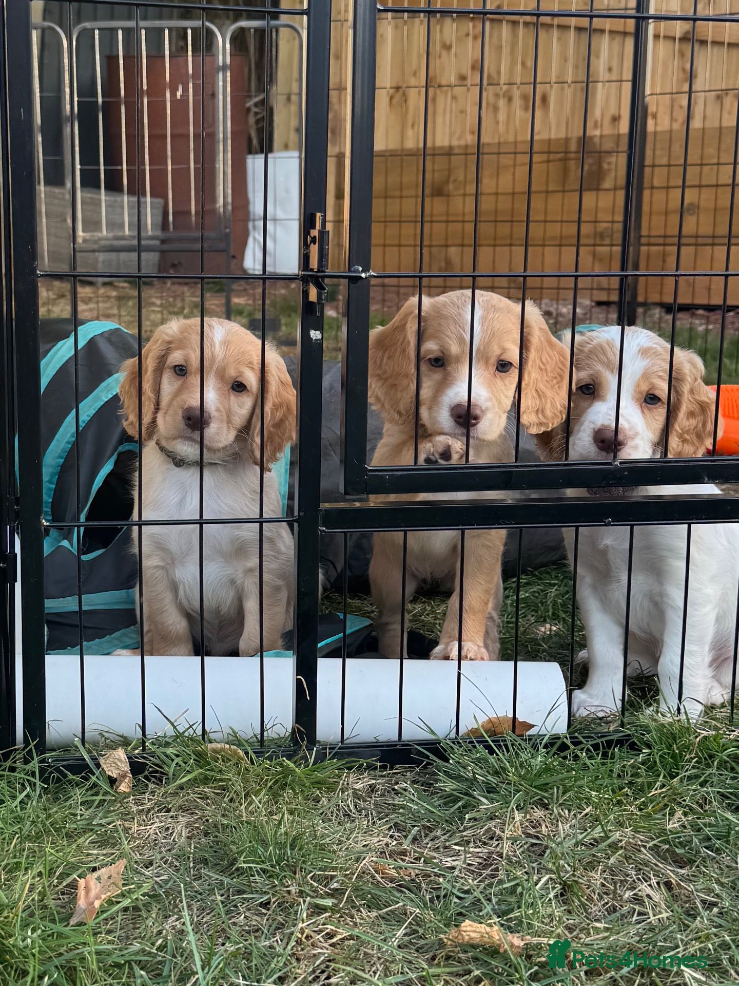 Sprocker dogs Gorgeous Sprocker Spaniel Puppies - Advert 1