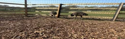 Emus poultry for sale: 3 emu chicks for sale  - Advert 4