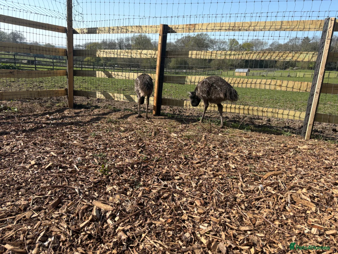 Emus poultry for sale: 3 emu chicks for sale  - Advert 4