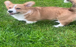 Welsh Corgi Pembroke dogs for sale: KC registered Champion line Corgi puppies - Image 27