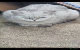 British Shorthair cats for sale: White silver Chinchilla British Shorthair  - Image 4