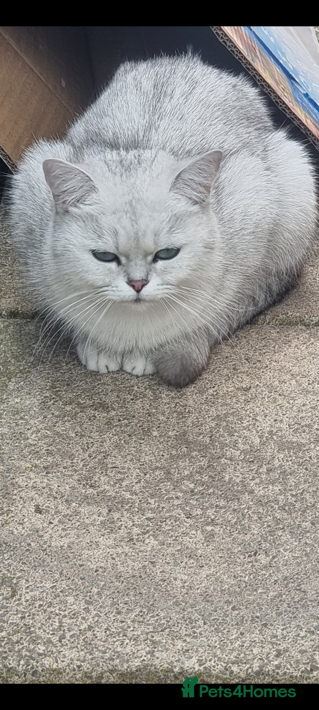 British Shorthair cats for sale: White silver Chinchilla British Shorthair  - Image 4